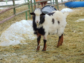 Fainting For Sale fainting goats for sale Fainting For Sale fainting goats for sale